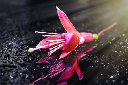 Beautiful abstract background on a mirror surface with a flower of fuchsia and water drops close-up...