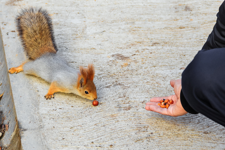The male feeds the squirrel in the parkの写真素材