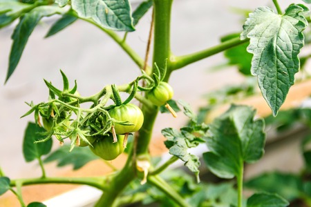 A cluster of young immature tomatoes on a branch. Close-up. Garden. Summer. harvestの写真素材