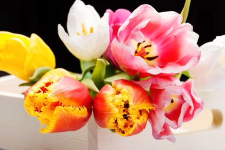 Bouquet of freshly cut multicolored tulips in a wooden box on a black backgroundの写真素材