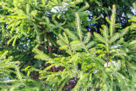 Background of Christmas tree branches