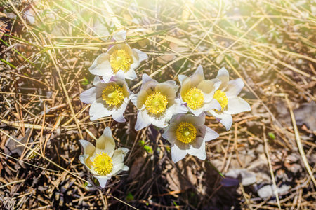 Pasque-flower growing in nature in the sunlight, macro spring floral background