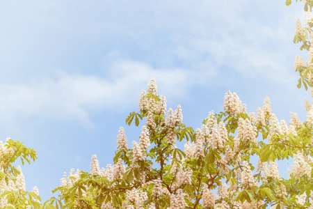 Flowering trees of horse chestnut against a background of bright blue sky in the springの写真素材