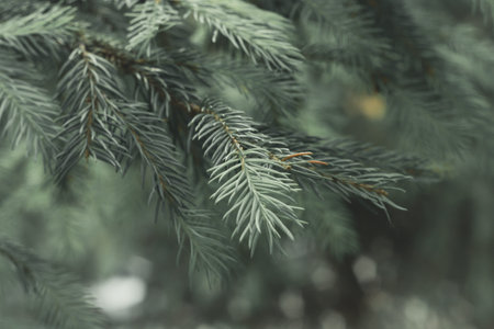 Background of spruce branches close-up texture. Toning