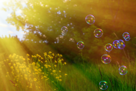 Abstract, blurry soap bubbles in the field at sunset background. Design Elementsの写真素材