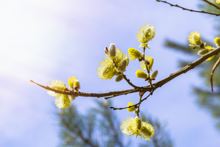 Blooming willow buds. Spring nature awakening concept.の写真素材
