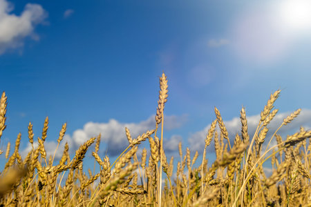 Bright sun rays illuminate wheat field. Future harvest concept