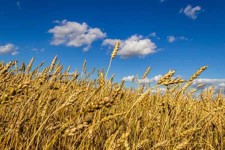 Wheat field on bright sunny day against a blue cloudy sky