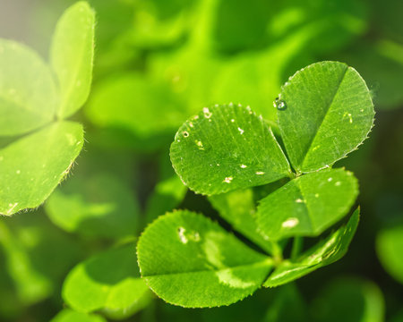 Transparent raindrops on clover leaves close-up in the sun. Natural background. Good Luck Symbol...