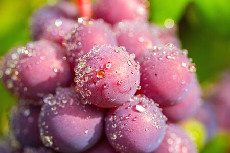 A bunch of ripe grapes in raindrops close-up. Water spray and sunlight. Macro photography, natural background.の写真素材