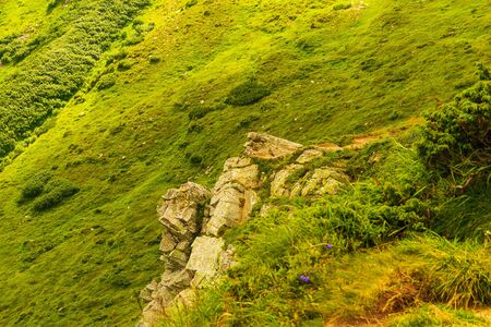 Climbing Mount Hoverla in the Carpathians, Ukraine. Natural background. Human Protected Nature Concept.の写真素材