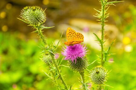 Thistle bloom and butterfly in the sun. Wild nature. Meadow flowers.の写真素材
