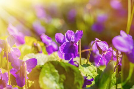 Beautiful blooming violets odorata in the rays of light. The first spring flowers. Natural background with sun flare.の写真素材