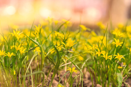 Spring blooming yellow gagea flowers in a green shiny meadow. The first spring flowers. Natural...