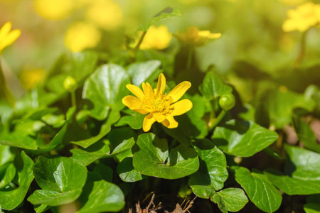 Blooming Spring Buttercup, Ficaria verna Huds. Close-up, macro. First spring flowers.