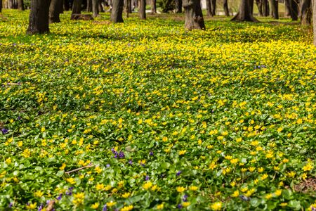 Spring natural background. Blooming forest meadow of yellow flowers.の写真素材