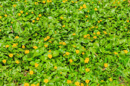 Spring natural background. Blooming forest meadow of yellow flowers.