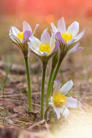 Pasque-flower growing in nature in the sunlight, macro spring floral background. High quality photoの写真素材