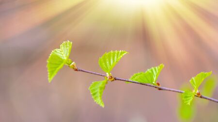 Spring bright background with birch leaves. Web banner, screen, mobile app colorful design. High quality photoの写真素材