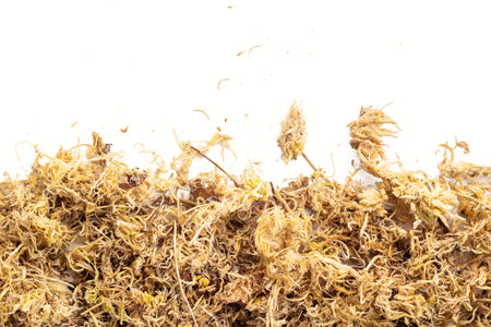 Sphagnum moss isolated on white background. Copy space