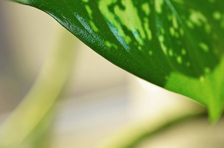 green leaves of plant dieffenbachia close up toned