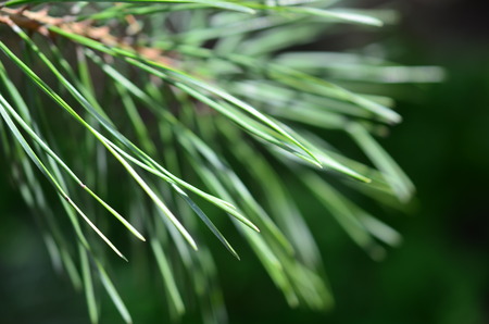 green sprig of spruce pine tree closeup in the forest tonedの写真素材
