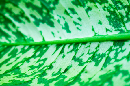 green leaves of plant dieffenbachia close up tonedの写真素材