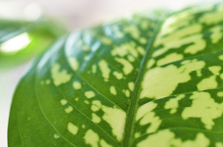 green leaves of plant dieffenbachia close up tonedの写真素材