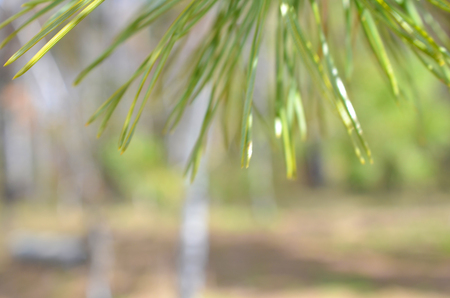 green sprig of spruce pine tree closeup in the forestの写真素材