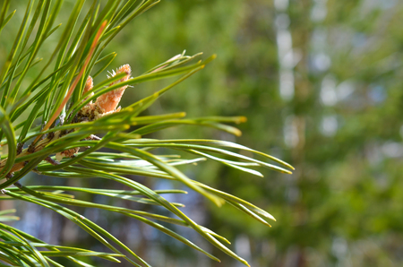 green sprig of spruce pine tree closeup in the forestの写真素材