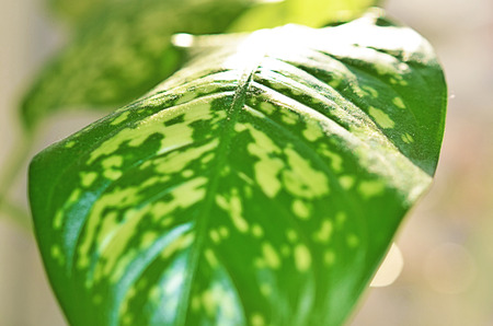 green leaves of plant dieffenbachia close up tonedの写真素材