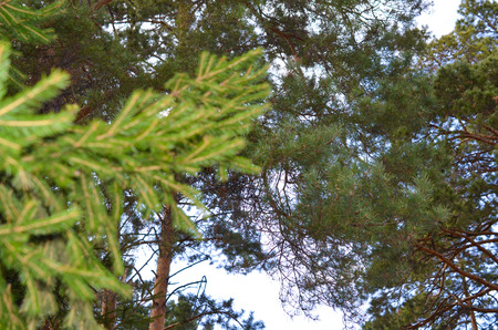 green sprig of spruce pine tree closeup in the forestの写真素材