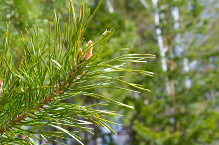 green sprig of spruce pine tree closeup in the forestの写真素材
