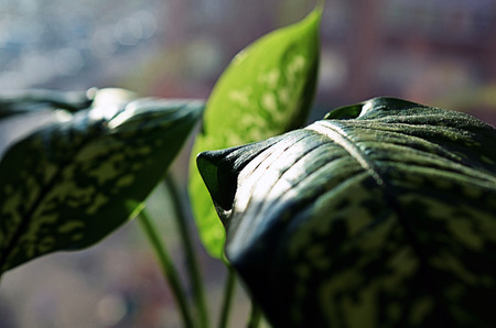green leaves of plant dieffenbachia close up tonedの写真素材