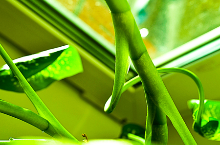 green leaves of plant dieffenbachia close up tonedの写真素材