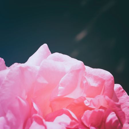 Colorful backdrop. Rose flower bouquet background. Floral composition tonedの写真素材