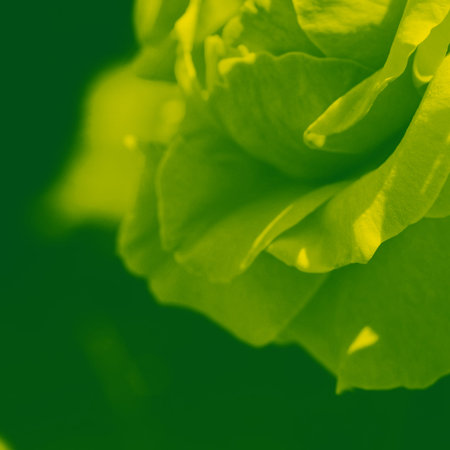 Colorful backdrop. Rose flower bouquet background. Floral composition toned