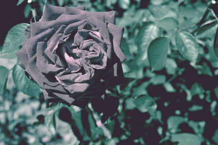 Colorful backdrop. Rose flower bouquet background. Floral composition tonedの写真素材