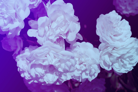 Colorful backdrop. Rose flower bouquet background. Floral composition tonedの写真素材