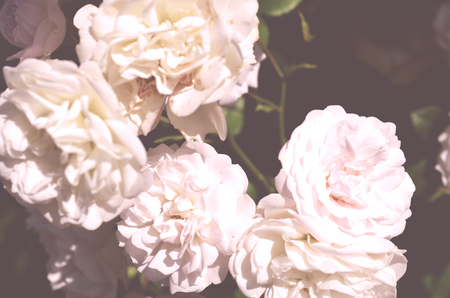 Colorful backdrop. Rose flower bouquet background. Floral composition tonedの写真素材