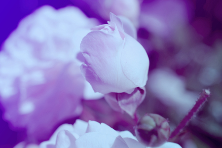 Colorful backdrop. Rose flower bouquet background. Floral composition tonedの写真素材