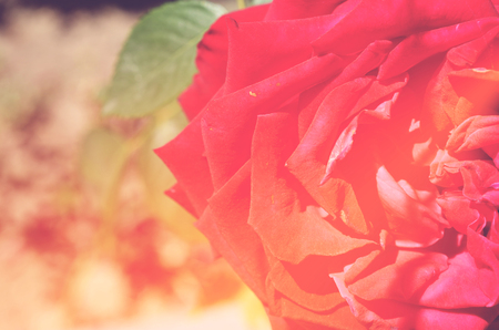 Colorful backdrop. Rose flower bouquet background. Floral composition tonedの写真素材
