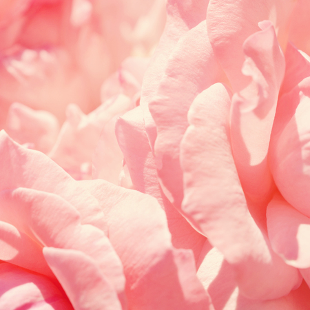 Colorful backdrop. Rose flower bouquet background. Floral composition tonedの写真素材