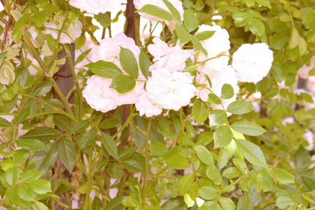 Colorful backdrop. Rose flower bouquet background. Floral composition tonedの写真素材