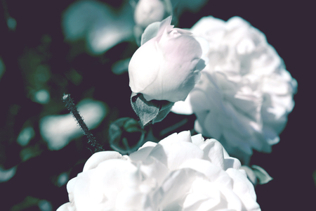 Colorful backdrop. Rose flower bouquet background. Floral composition tonedの写真素材