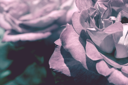 Colorful backdrop. Rose flower bouquet background. Floral composition tonedの写真素材