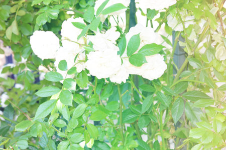 Colorful backdrop. Rose flower bouquet background. Floral composition tonedの写真素材