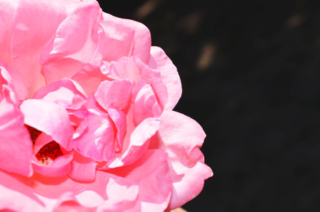 Colorful backdrop. Rose flower bouquet background. Floral composition tonedの写真素材