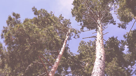 Tops of tree pine in sky with clouds