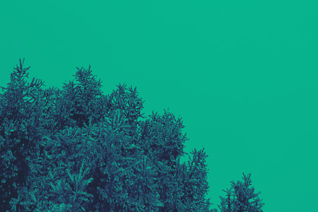 Tops of tree pine in sky with clouds, tonedの写真素材